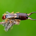 Tijereta (Dermaptera) hiperrealista con pinzas traseras visibles, moviéndose sobre una rama.