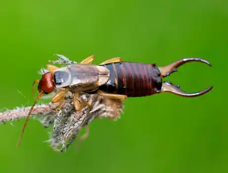 Tijereta (Dermaptera) hiperrealista con pinzas traseras visibles, moviéndose sobre una rama.