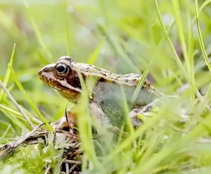 Rana Común Europea (Rana temporaria) descansando sobre hierba húmeda cerca de un estanque, con piel de color marrón verdoso y manchas oscuras en su espalda