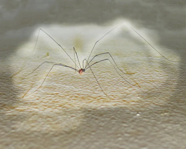 Opiliones (segador) con cuerpo pequeño y largas patas en una superficie