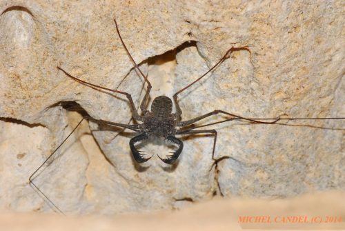 Amblypygi arrastrándose en el suelo