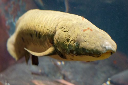 Pez pulmonado nadando cerca del fondo en un entorno de agua