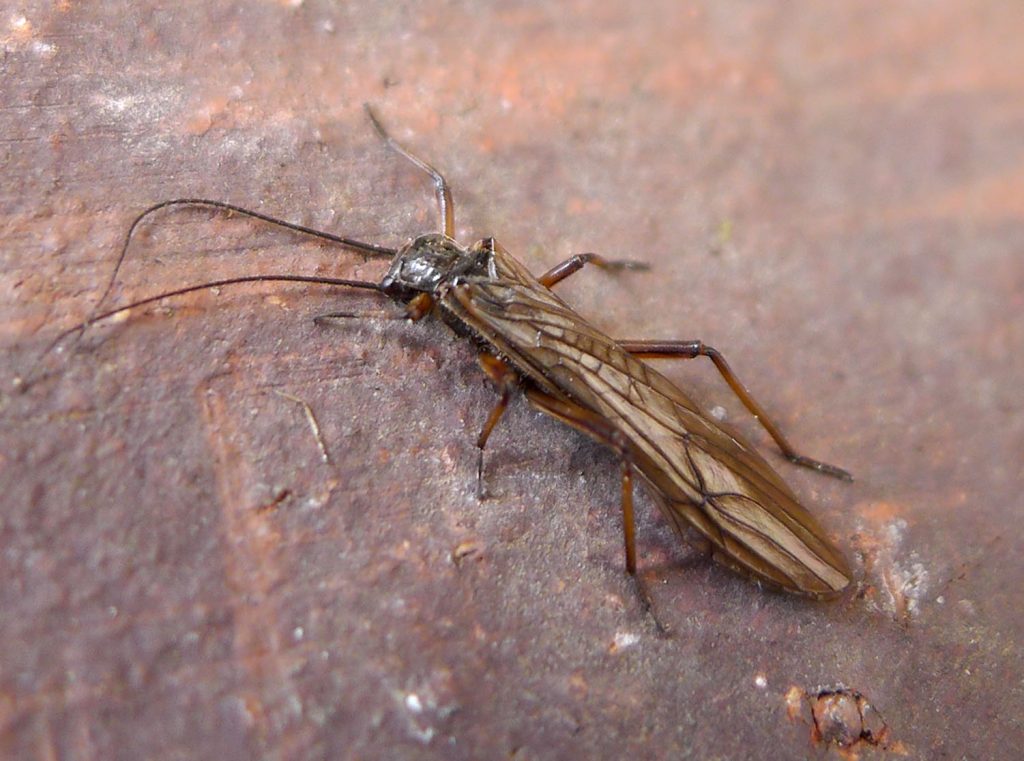 Plecoptera (Mosca de Piedra) con alas plegadas sobre una roca