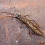 Plecoptera (Mosca de Piedra) con alas plegadas sobre una roca