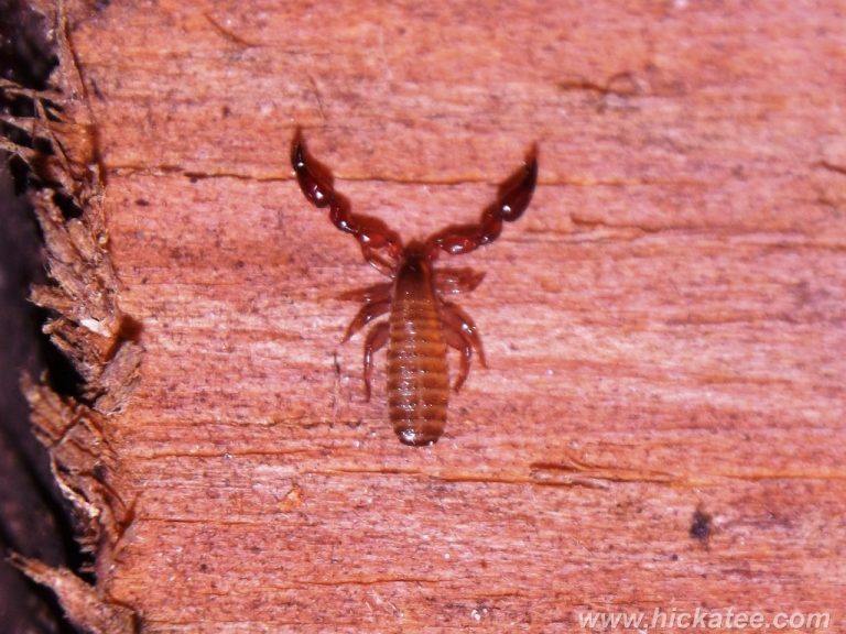 Pseudoscorpión con cuerpo pequeño y pinzas grandes