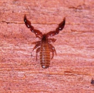 Pseudoscorpión con cuerpo pequeño y pinzas grandes