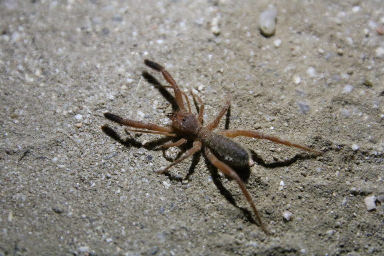 solífugo (Solifugae), un arácnido del desierto con grandes quelíceros