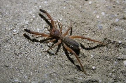 solífugo (Solifugae), un arácnido del desierto con grandes quelíceros