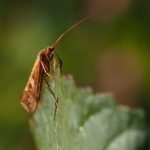 Tricóptero (Caddisfly) descansando en una hoja