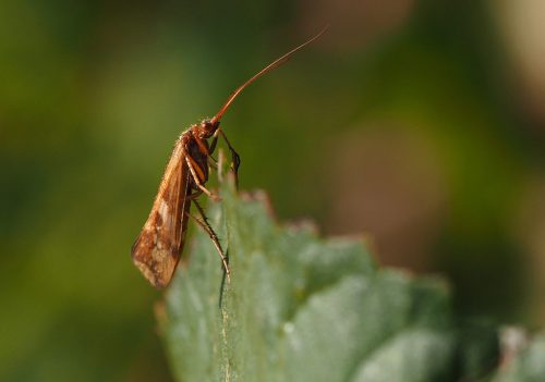 Tricóptero (Caddisfly) descansando en una hoja