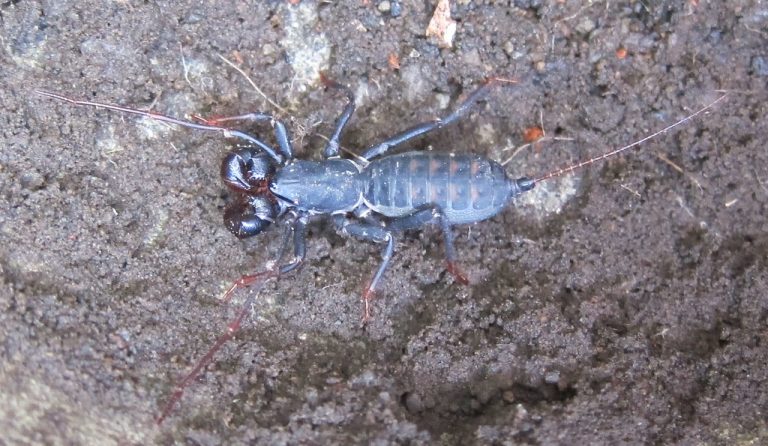 Uropygi (Thelyphonida): Escorpión Vinagre