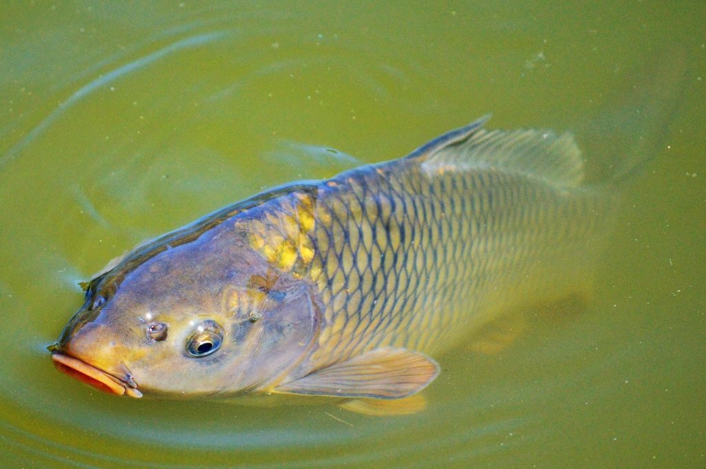 carpa común en la superficie