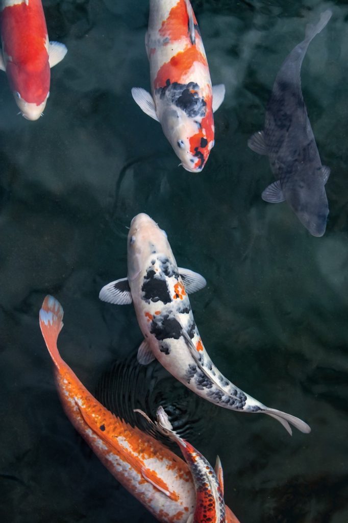 Carpa Koi