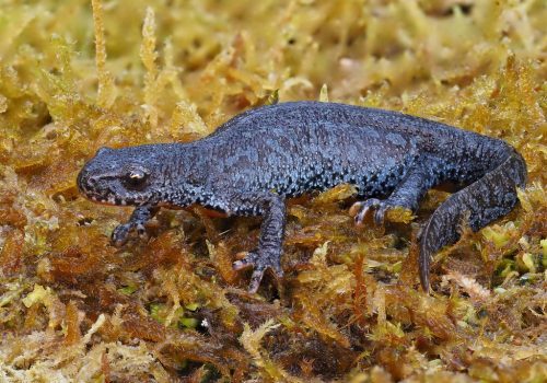 Un tritón alpino (Ichthyosaura alpestris) con tonos azul oscuro o grisáceos