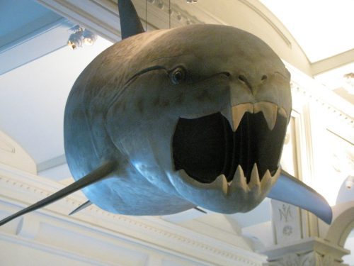 Dunkleosteus, un pez acorazado del Devónico con mandíbulas óseas en forma de guillotina y cuerpo robusto