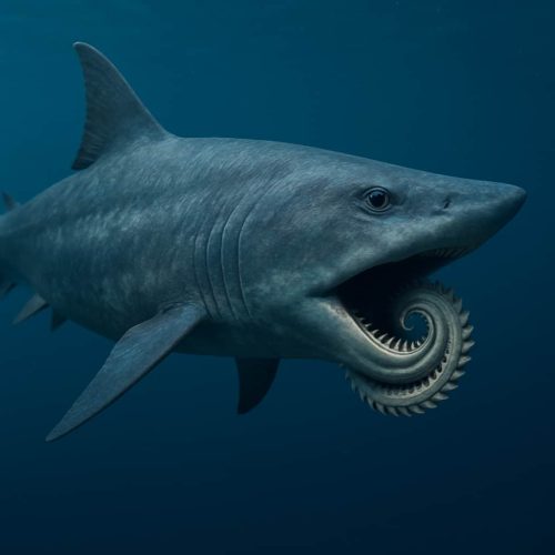 Helicoprion: El Misterioso Depredador con Espiral de Dientes 1 Helicoprion prehistórico nadando en aguas profundas con su distintiva espiral de dientes en la mandíbula inferior.